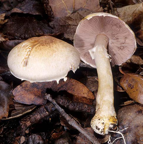 Agaricus semotus - Mushroom Species Images
